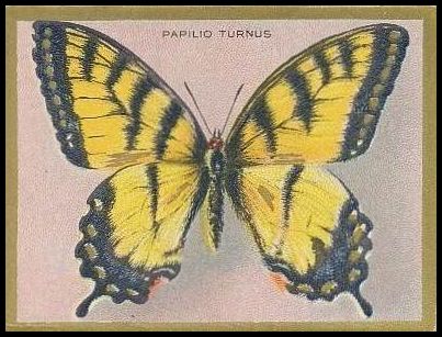 Papilio Turnus